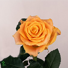 Срезанные цветы оптом Rosa large marie-claire! от 40шт. из Голландии с доставкой по России
