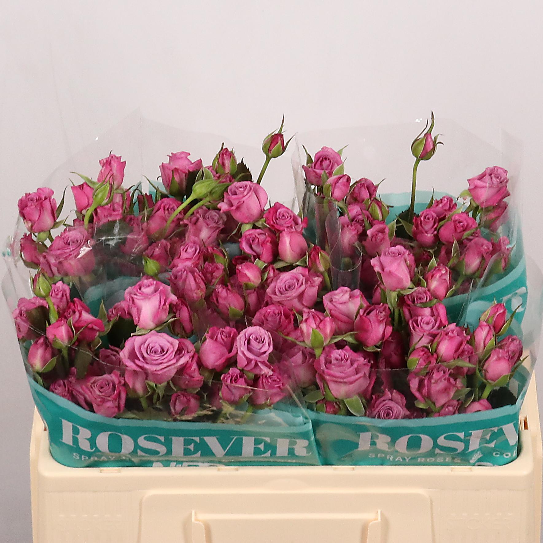 Срезанные цветы оптом Rosa spray astral от 40шт из Голландии с доставкой по России