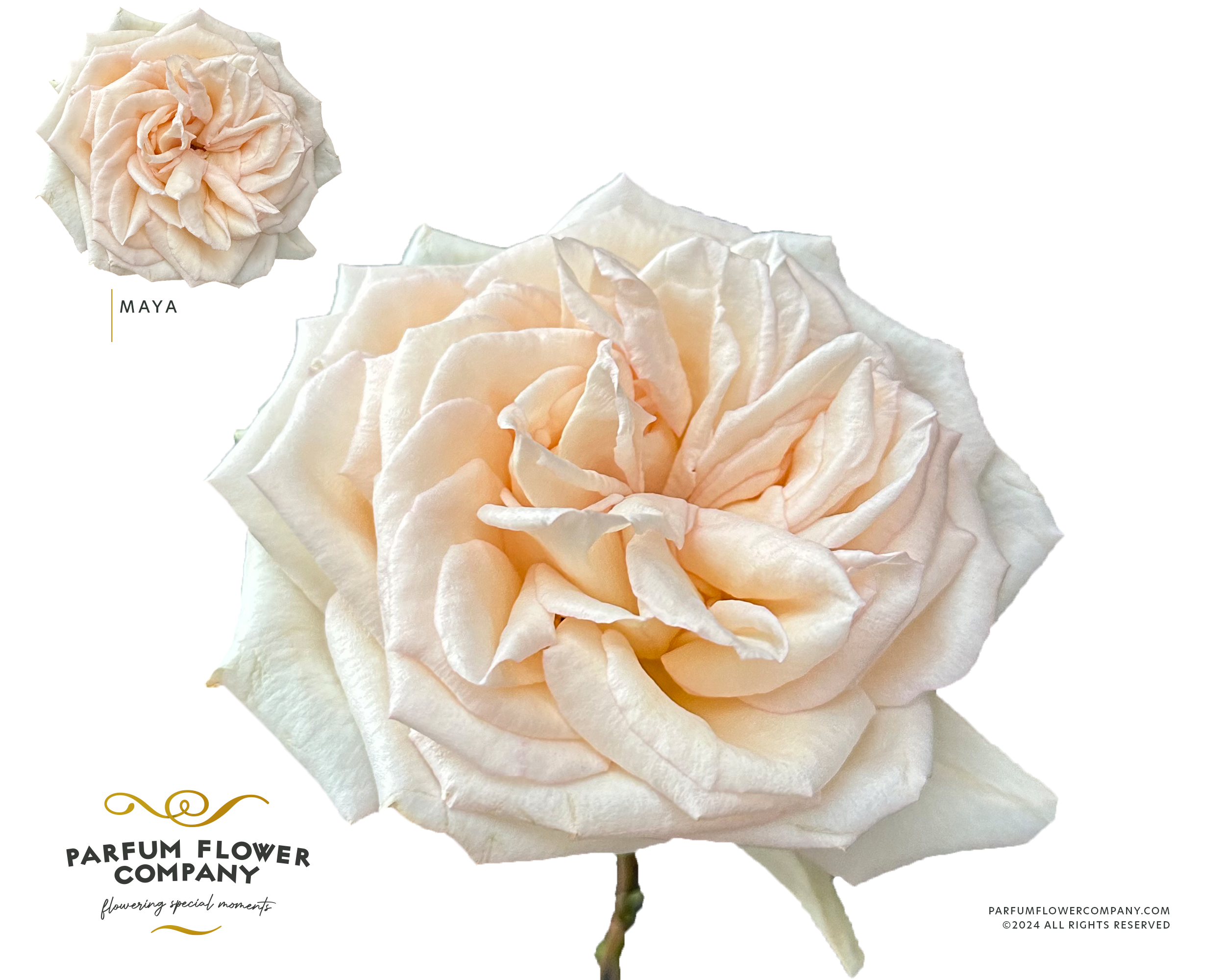 Срезанные цветы оптом Rosa la garden princess maya от 12шт из Голландии с доставкой по России