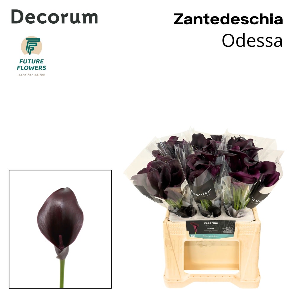 Срезанные цветы оптом Zantedeschia odessa от 60шт из Голландии с доставкой по России