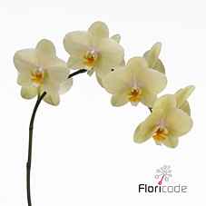 Срезанные цветы оптом Phalaenopsis detroit (per stem) от 24шт из Голландии с доставкой по России