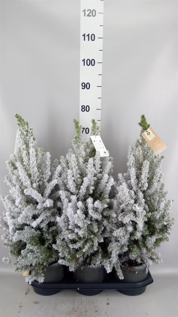 Горшечные цветы и растения оптом Picea Glauca december от 3шт из Голландии с доставкой по России