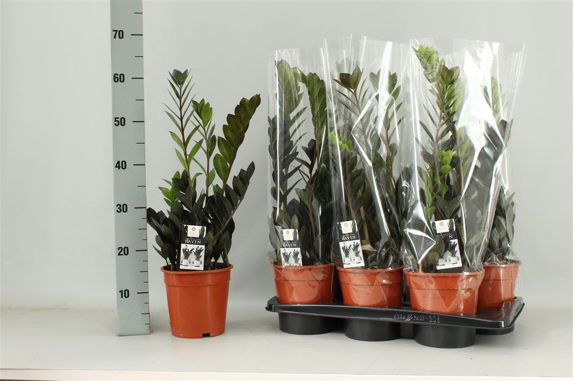 Горшечные цветы и растения оптом Zamioculcas Raven 3+ от 6шт из Голландии с доставкой по России