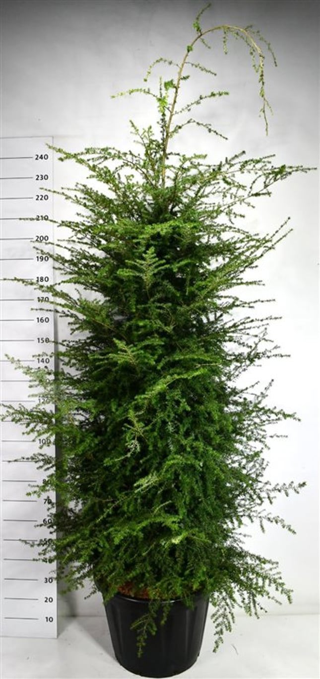 Горшечные цветы и растения оптом Tsuga Heterophylla от 1шт из Голландии с доставкой по России