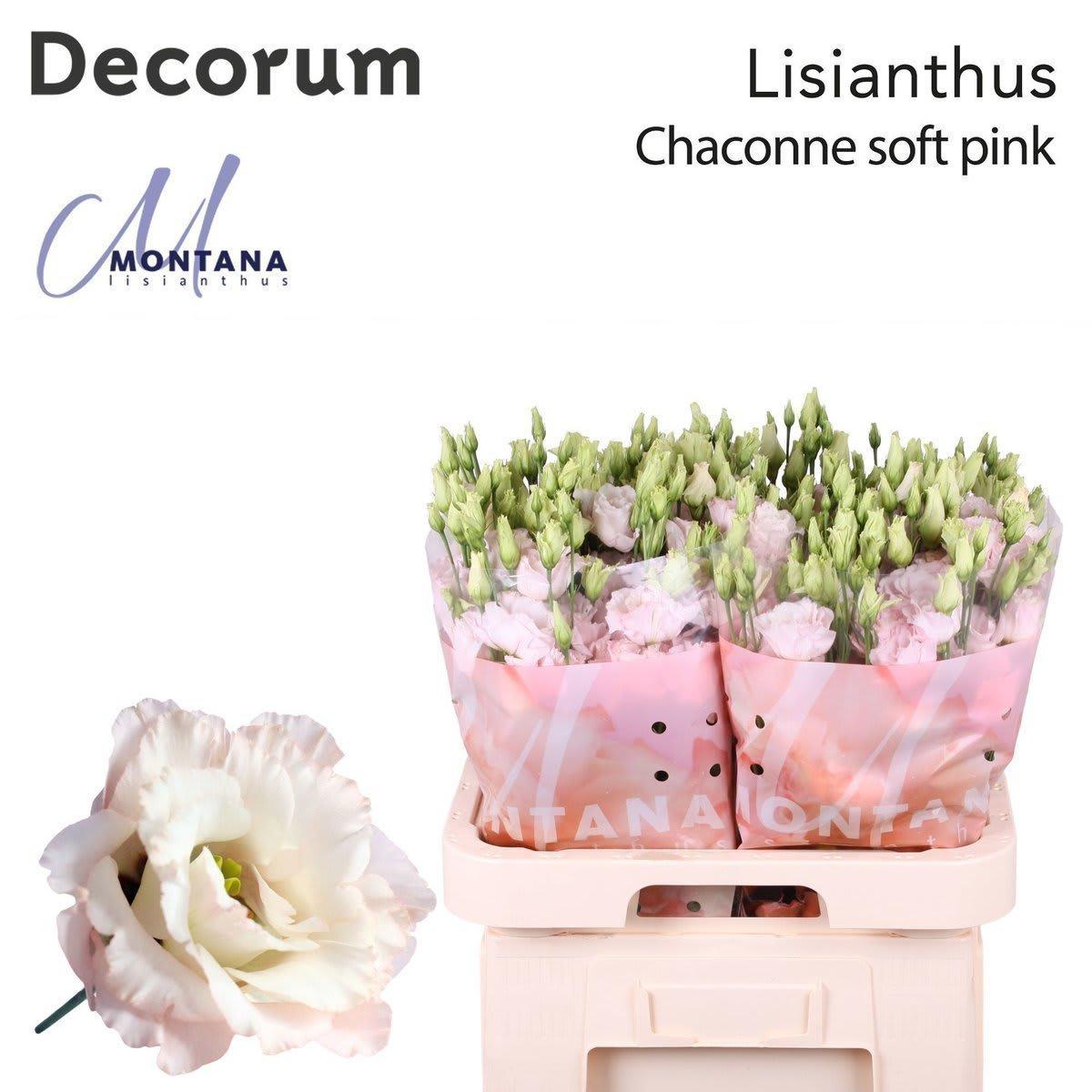 Срезанные цветы оптом Lisianthus do chaconne soft от 40шт. из Голландии с доставкой по России