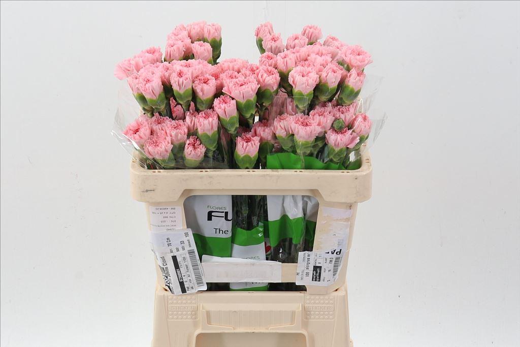 Срезанные цветы оптом Dianthus st jodie от 100шт из Голландии с доставкой по России