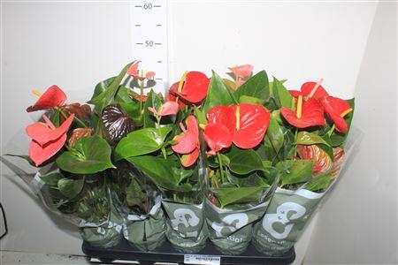 Горшечные цветы и растения оптом Anthu An Gem 4 Kl 4 Bloemen+ от 10шт из Голландии с доставкой по России