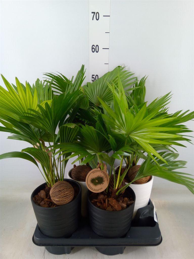 Горшечные цветы и растения оптом Livistona Rotundifolia от 4шт из Голландии с доставкой по России