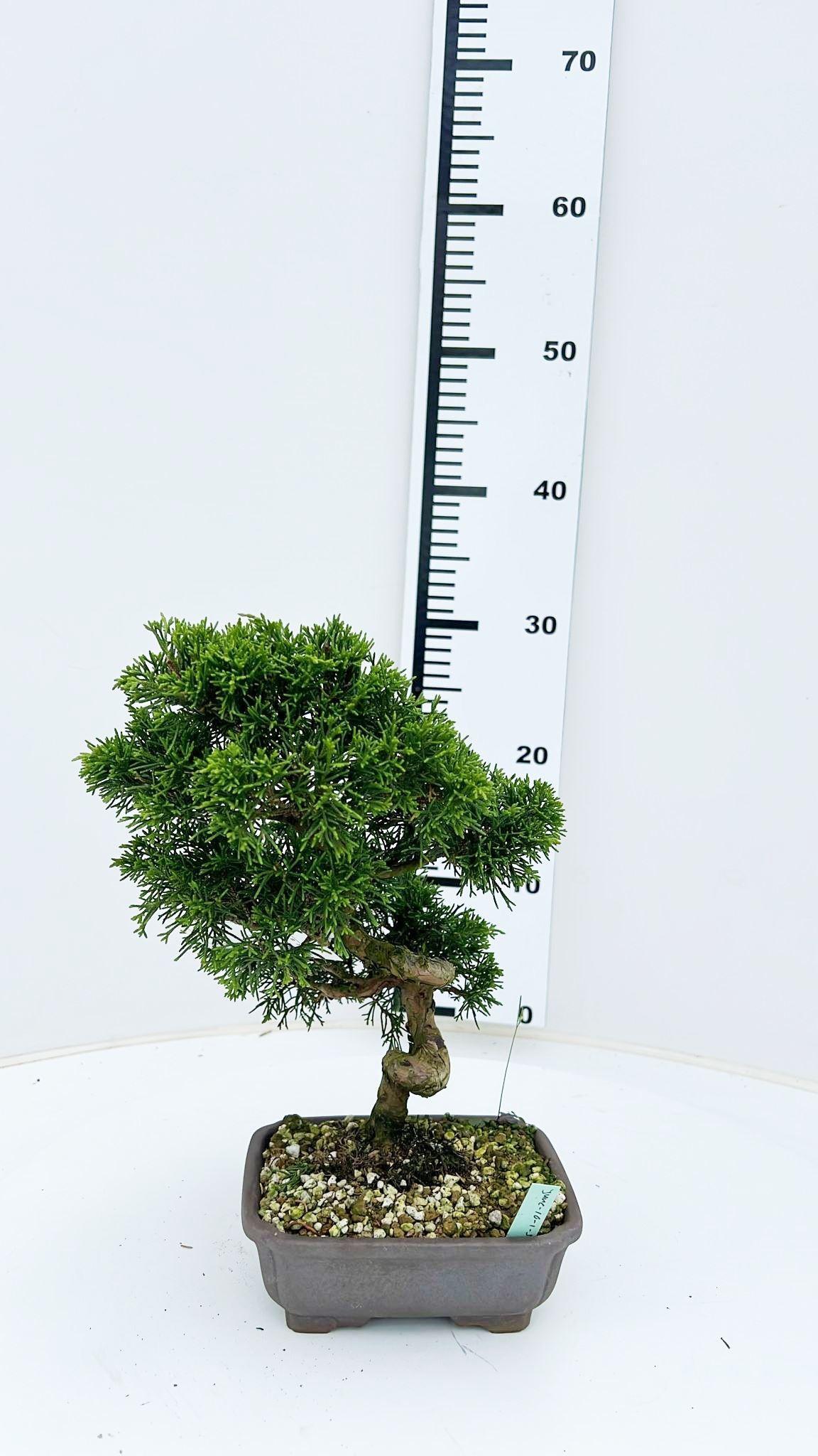 Горшечные цветы и растения оптом Juniperus Chinensis, 16cm., Height 30cm. (single I от 1шт из Голландии с доставкой по России