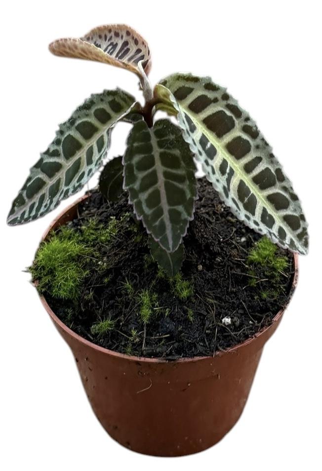 Горшечные цветы и растения оптом Labisia Sp No Id от 1шт (для телеги) из Голландии с доставкой по России