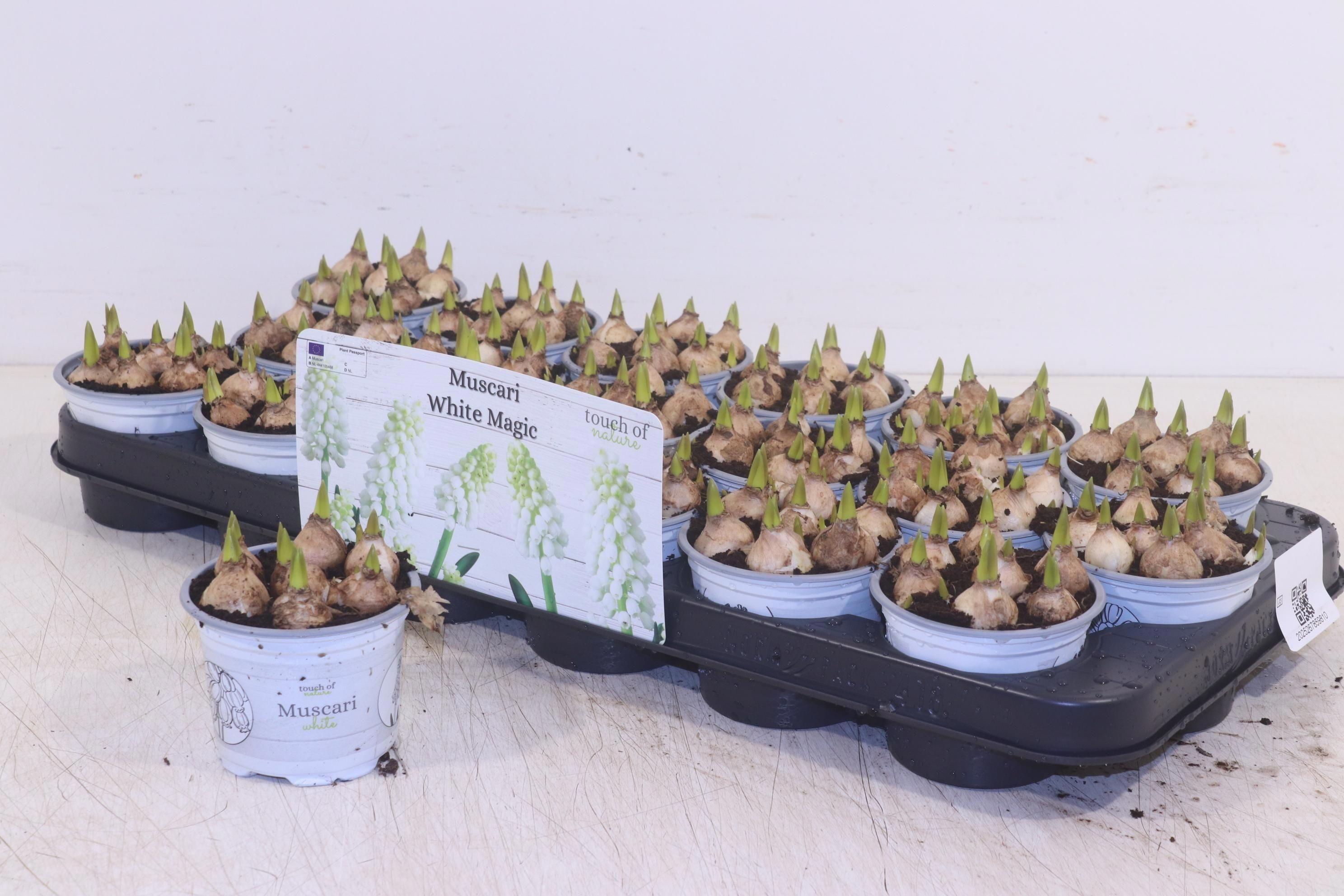 Горшечные цветы и растения оптом Muscar White Magic от 18шт (для телеги) из Голландии с доставкой по России