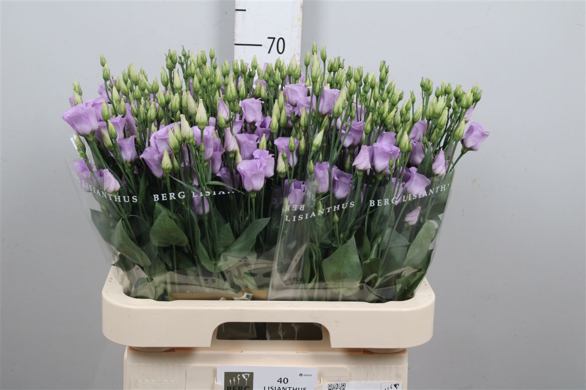 Срезанные цветы оптом Lisianthus si piccolo lavender от 40шт из Голландии с доставкой по России