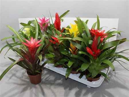 Горшечные цветы и растения оптом Bromelia Gem 13 Srt от 14шт из Голландии с доставкой по России