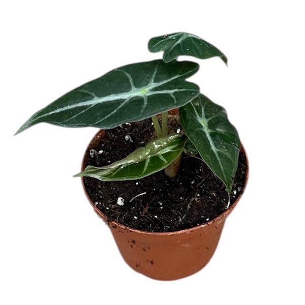 Горшечные цветы и растения оптом Alocasia Mandalay от 1шт (для телеги) из Голландии с доставкой по России