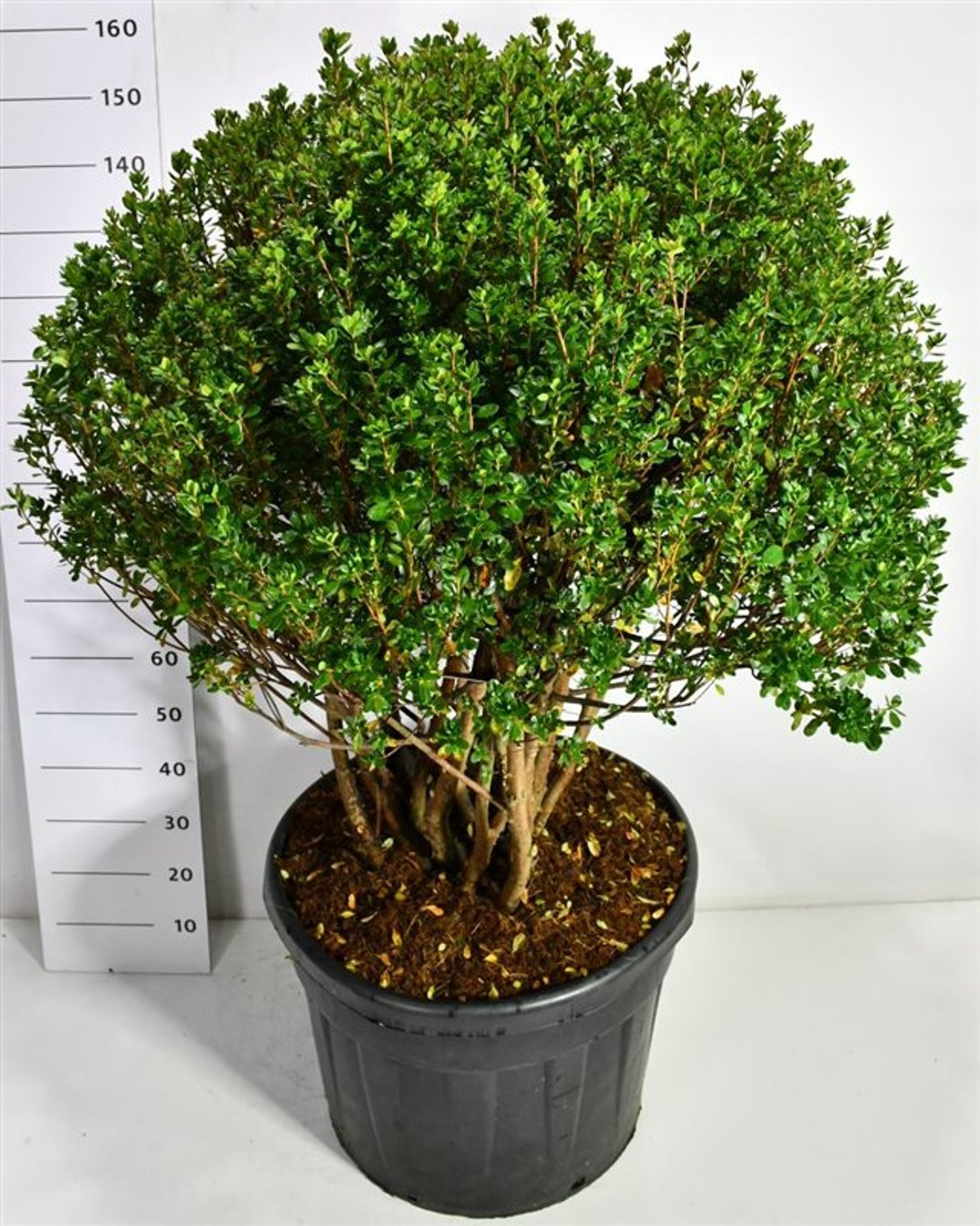 Горшечные цветы и растения оптом Rhododendron (aj) Himasojo от 1шт из Голландии с доставкой по России