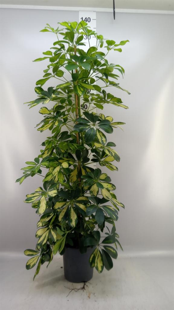 Горшечные цветы и растения оптом Schefflera Arbor. dalton от 1шт из Голландии с доставкой по России