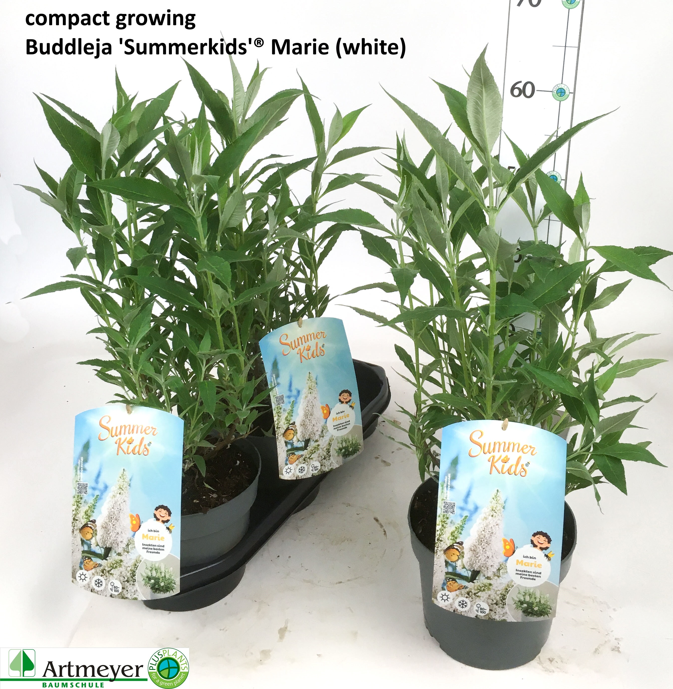 Горшечные цветы и растения оптом Budd Sum Kid Weiss от 3шт из Голландии с доставкой по России