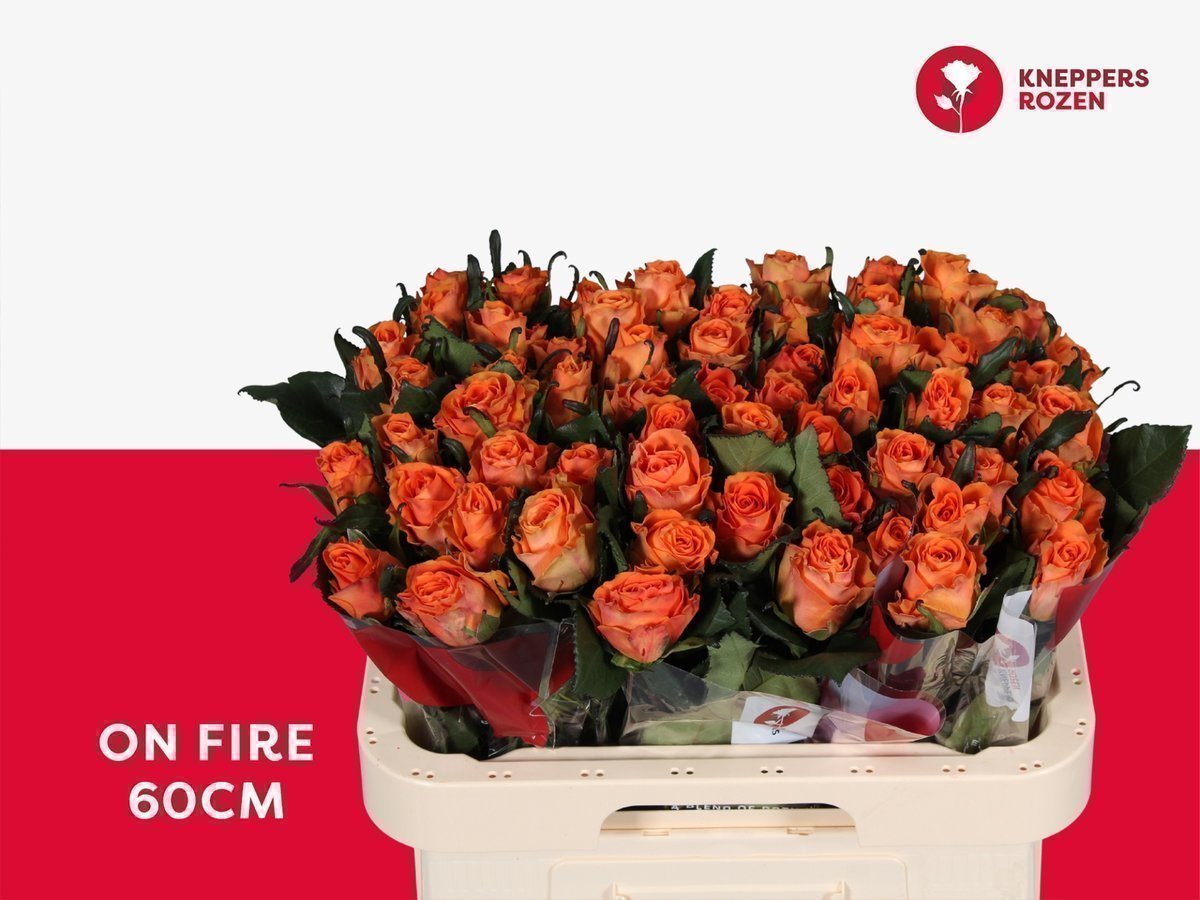 Срезанные цветы оптом Rosa large on fire от 60шт из Голландии с доставкой по России