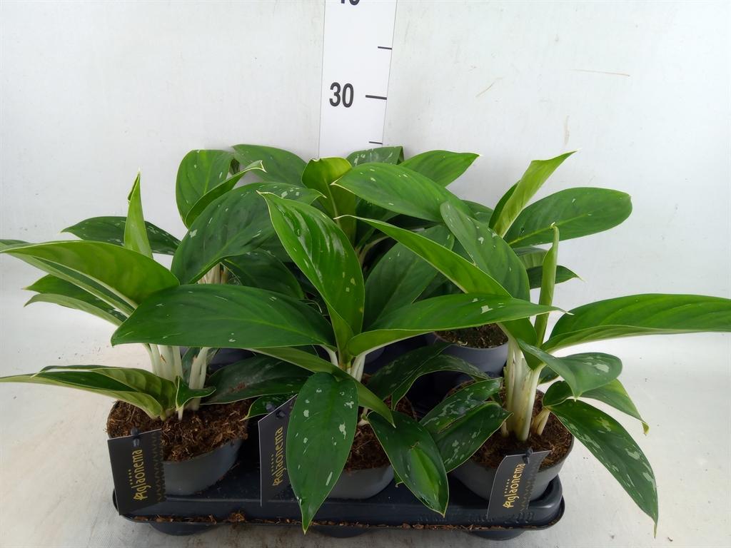 Горшечные цветы и растения оптом Aglaonema   ... от 6шт'' из Голландии с доставкой по России