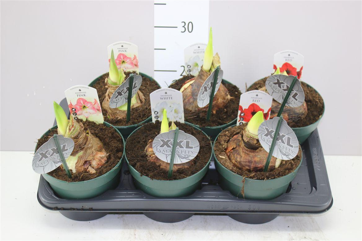 Горшечные цветы и растения оптом Hipp Gemengd 1 Steel 17cm от 6шт из Голландии с доставкой по России