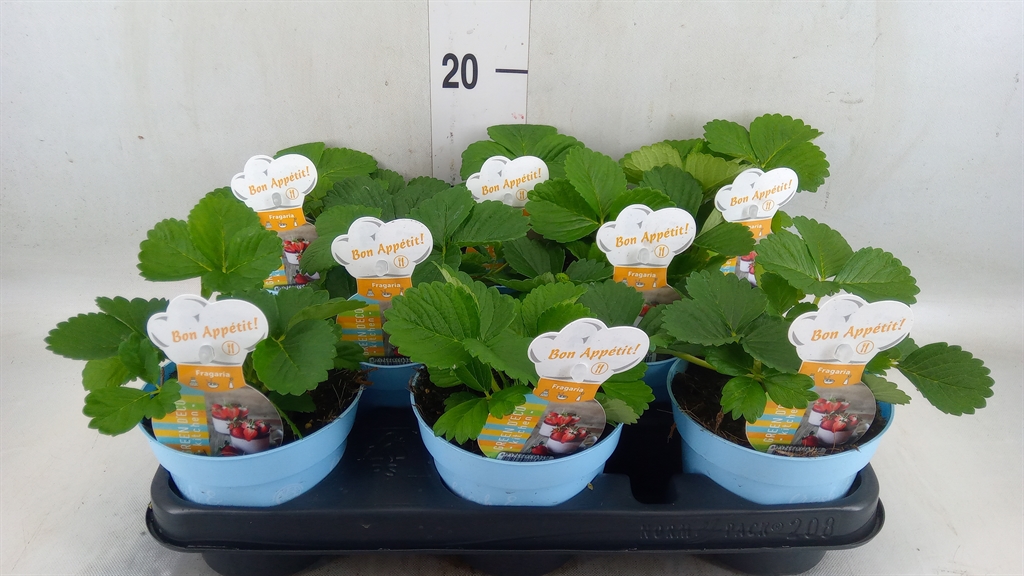 Горшечные цветы и растения оптом Fragaria   ... от 8шт из Голландии с доставкой по России