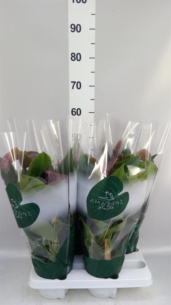 Горшечные цветы и растения оптом Anthurium Andr. essencia от 4шт из Голландии с доставкой по России