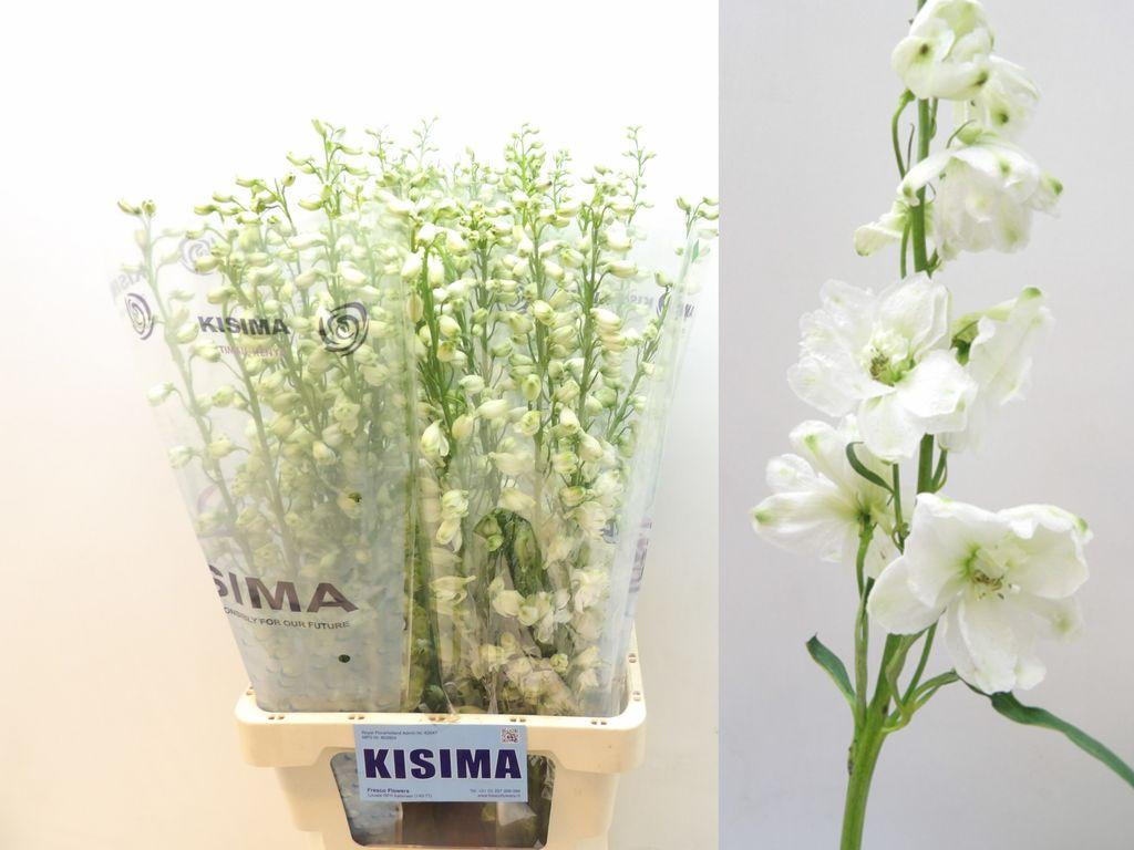 Срезанные цветы оптом Delphinium el guardian white от 40шт из Голландии с доставкой по России