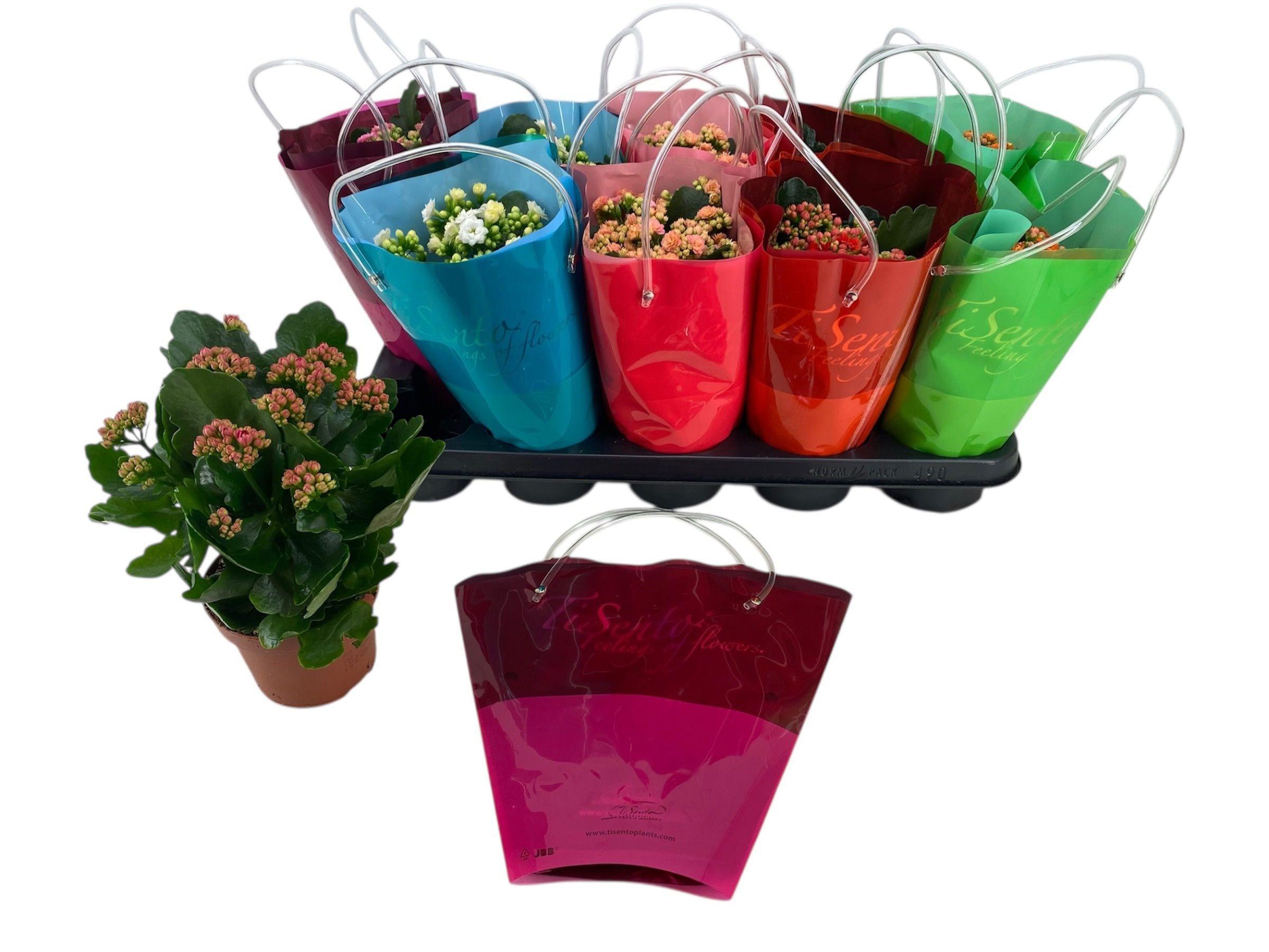 Горшечные цветы и растения оптом Kal Ge Gem от 10шт из Голландии с доставкой по России