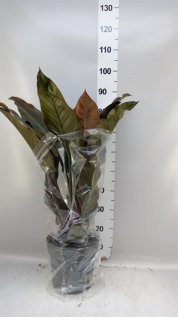 Горшечные цветы и растения оптом Philodendron imperial Red от 1шт из Голландии с доставкой по России
