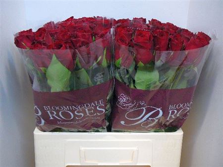 Срезанные цветы оптом Rosa large madam red от 220шт из Голландии с доставкой по России