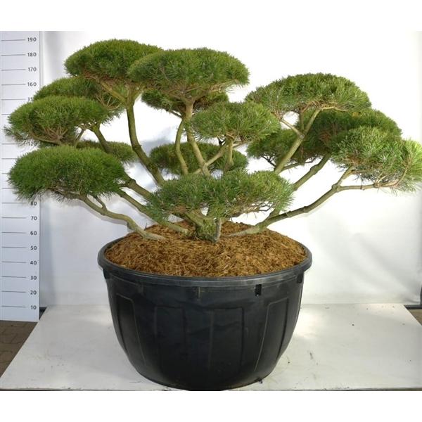 Горшечные цветы и растения оптом Pinus Mugo Mugo от 1шт из Голландии с доставкой по России