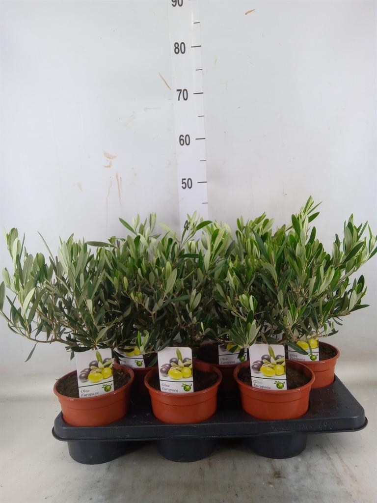Горшечные цветы и растения оптом Olea Europaea от 6шт из Голландии с доставкой по России