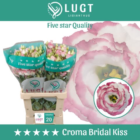 Срезанные цветы оптом Lisianthus do croma bridal kiss от 20шт. из Голландии с доставкой по России