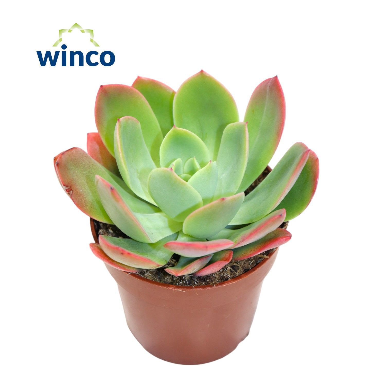 Горшечные цветы и растения оптом Echeveria Luella от 18шт (для телеги) из Голландии с доставкой по России