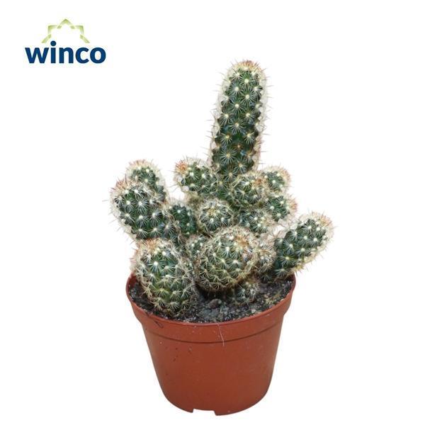 Горшечные цветы и растения оптом Mammillaria Elongata от 10шт из Голландии с доставкой по России