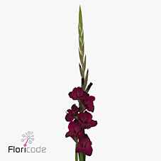 Срезанные цветы оптом Gladiolus la mahler от 80шт из Голландии с доставкой по России