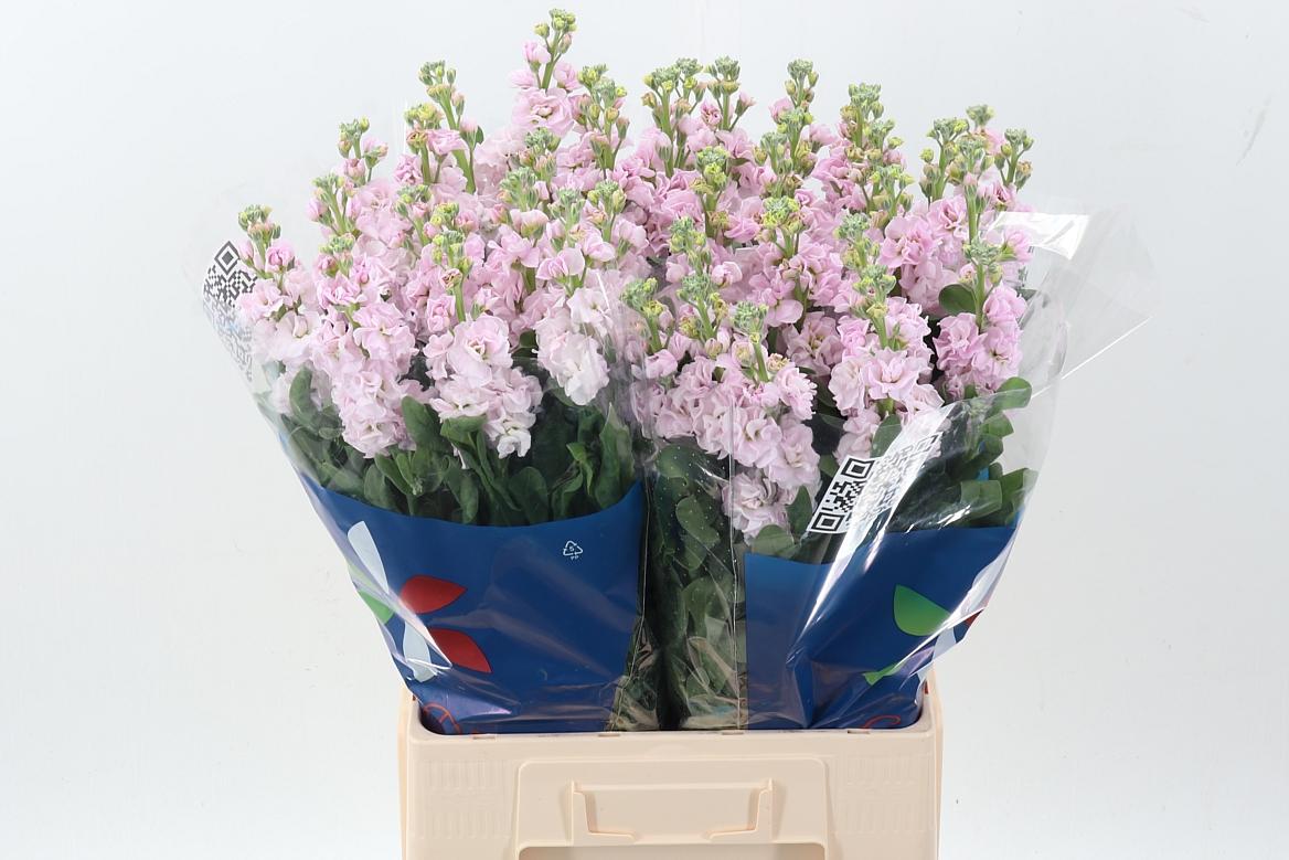 Срезанные цветы оптом Matthiola iron cherry blossom от 40шт из Голландии с доставкой по России Срезанные цветы оптом Matthiola iron cherry blossom от 40шт из Голландии с доставкой по России