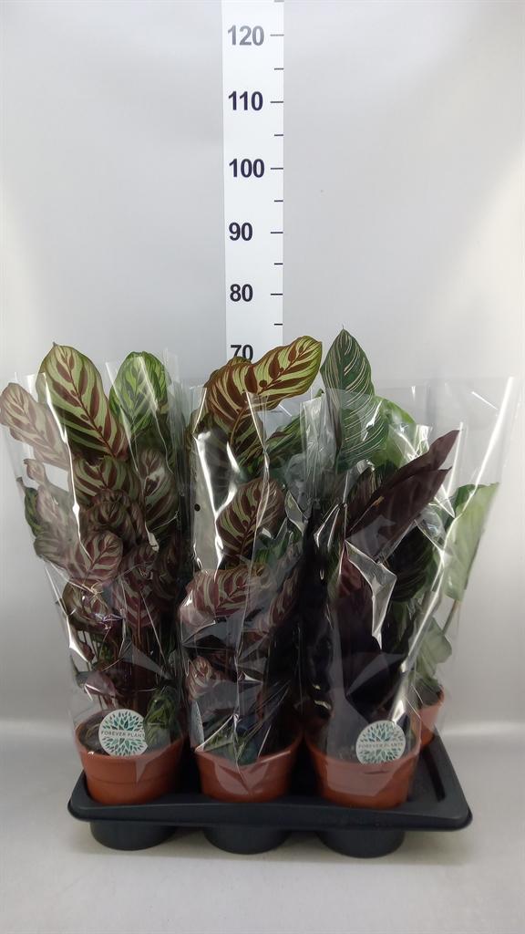 Горшечные цветы и растения оптом Calathea ...mix от 6шт из Голландии с доставкой по России