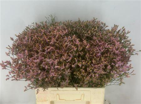 Срезанные цветы оптом Limonium blush diamond от 100шт из Голландии с доставкой по России