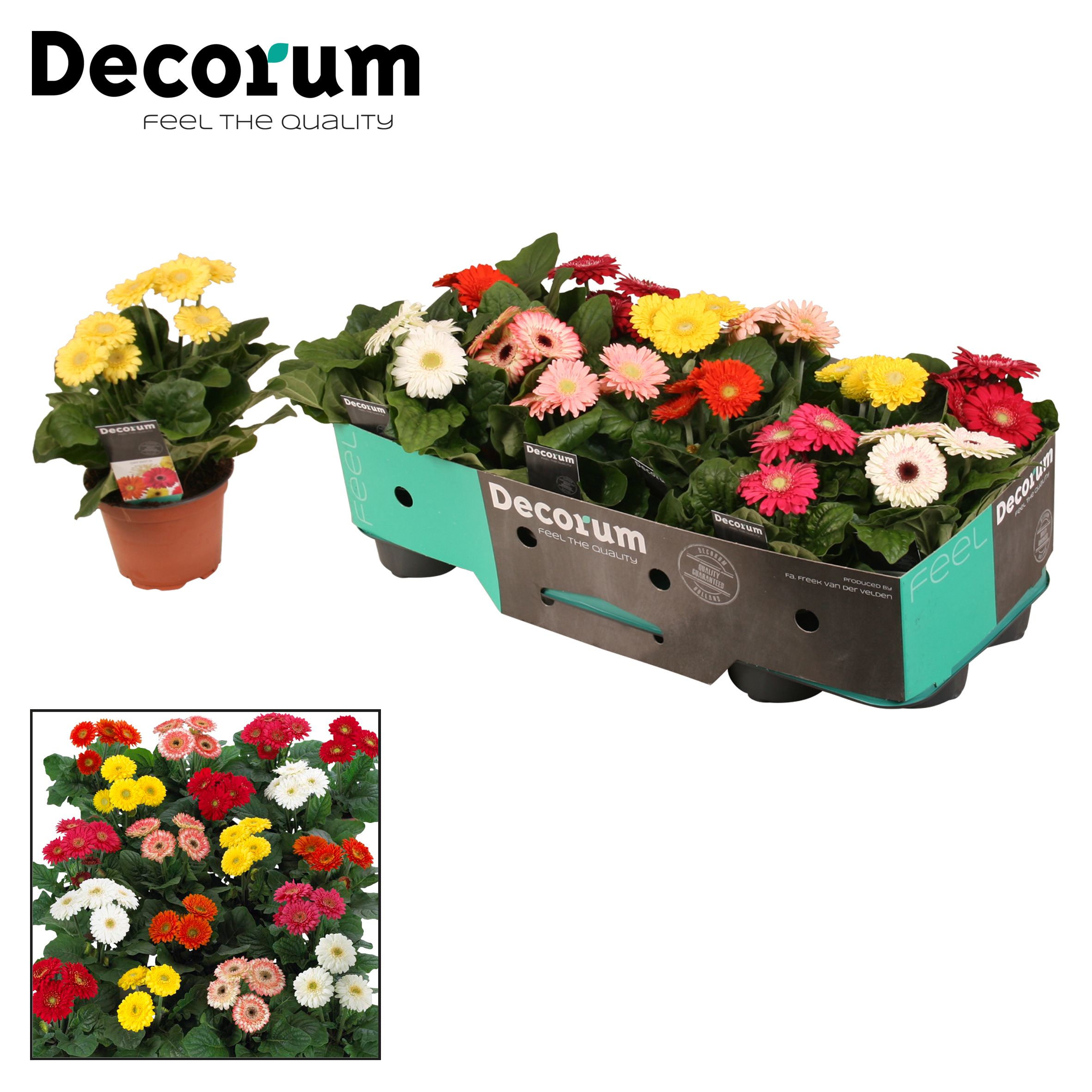 Горшечные цветы и растения оптом Gerbera Sundayz Mix 3+ Showbox (decorum) от 10шт (для телеги) из Голландии с доставкой по России