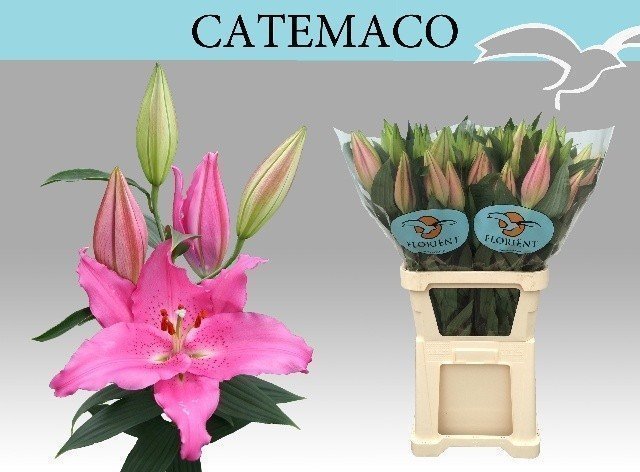 Срезанные цветы оптом Lilium or catemaco от 30шт из Голландии с доставкой по России