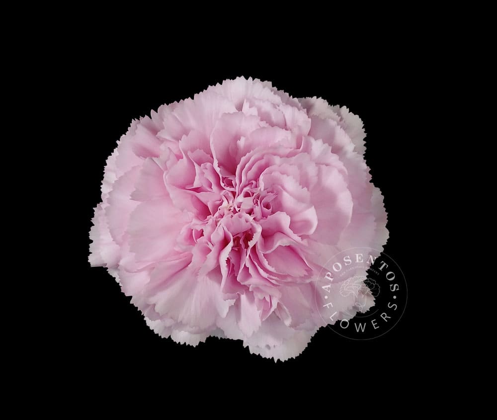 Срезанные цветы оптом Dianthus st deep faith от 80шт из Голландии с доставкой по России