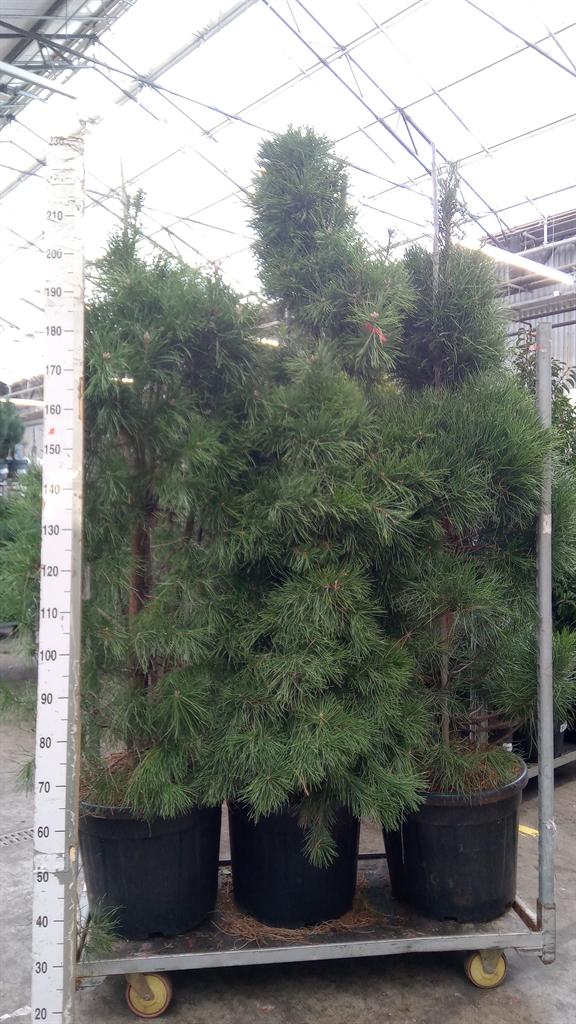 Горшечные цветы и растения оптом Pinus Sylvestris от 1шт из Голландии с доставкой по России