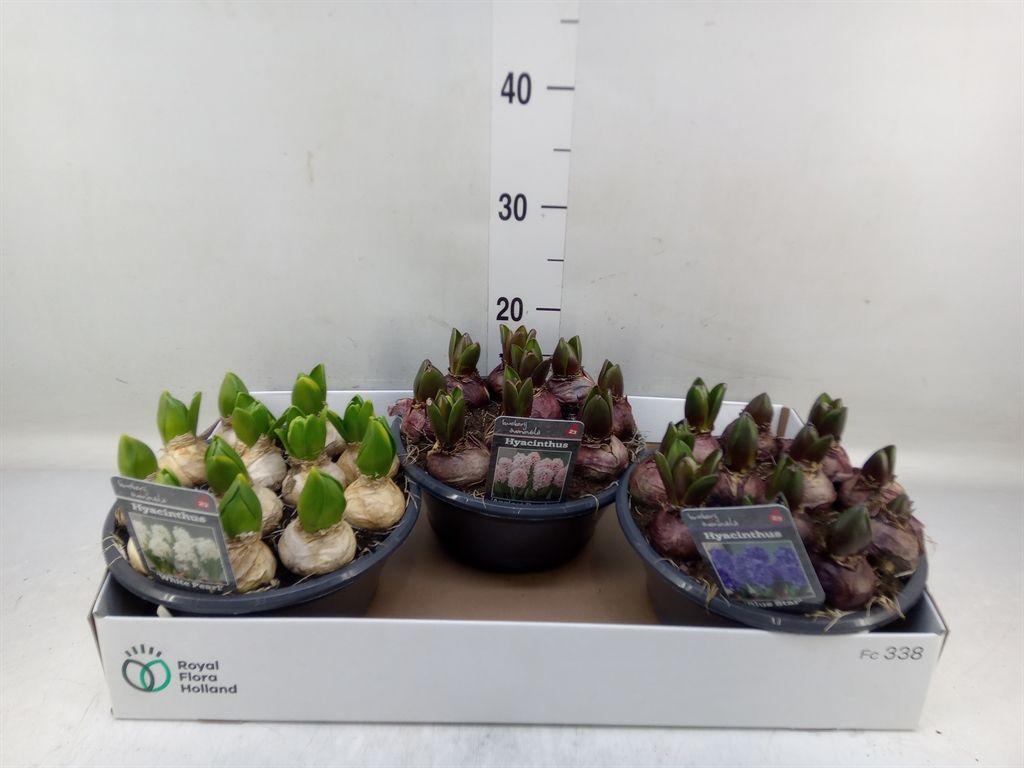 Горшечные цветы и растения оптом Hyacinthus Orie.   ...mix 3 от 3шт из Голландии с доставкой по России