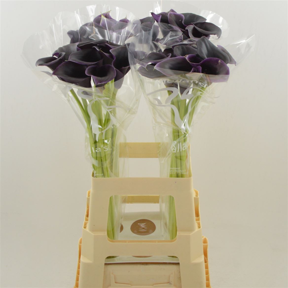 Срезанные цветы оптом Zantedeschia cantor от 40шт из Голландии с доставкой по России