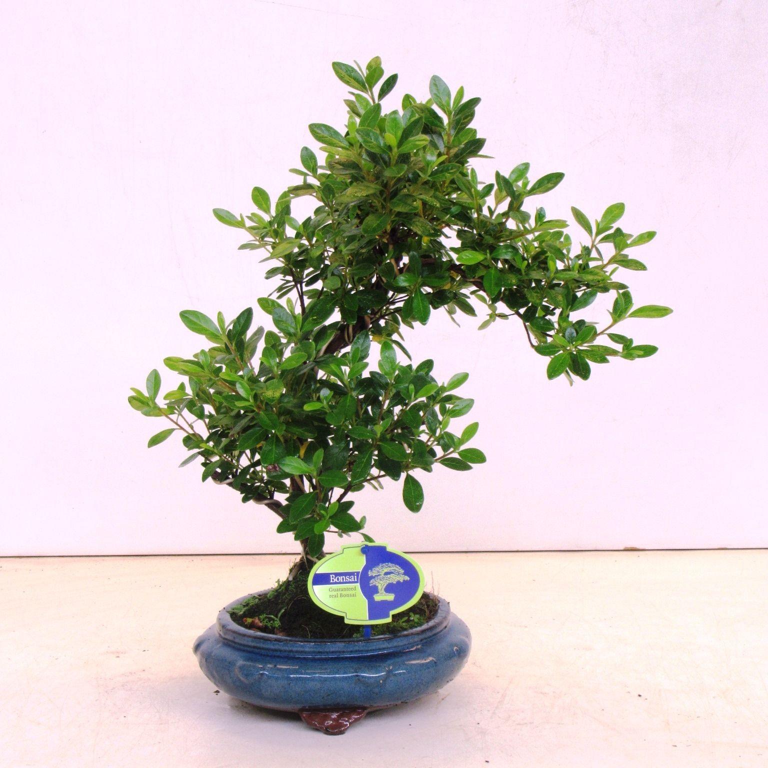 Горшечные цветы и растения оптом Bonsai Rhododendron Indicum, Without от 2шт из Голландии с доставкой по России