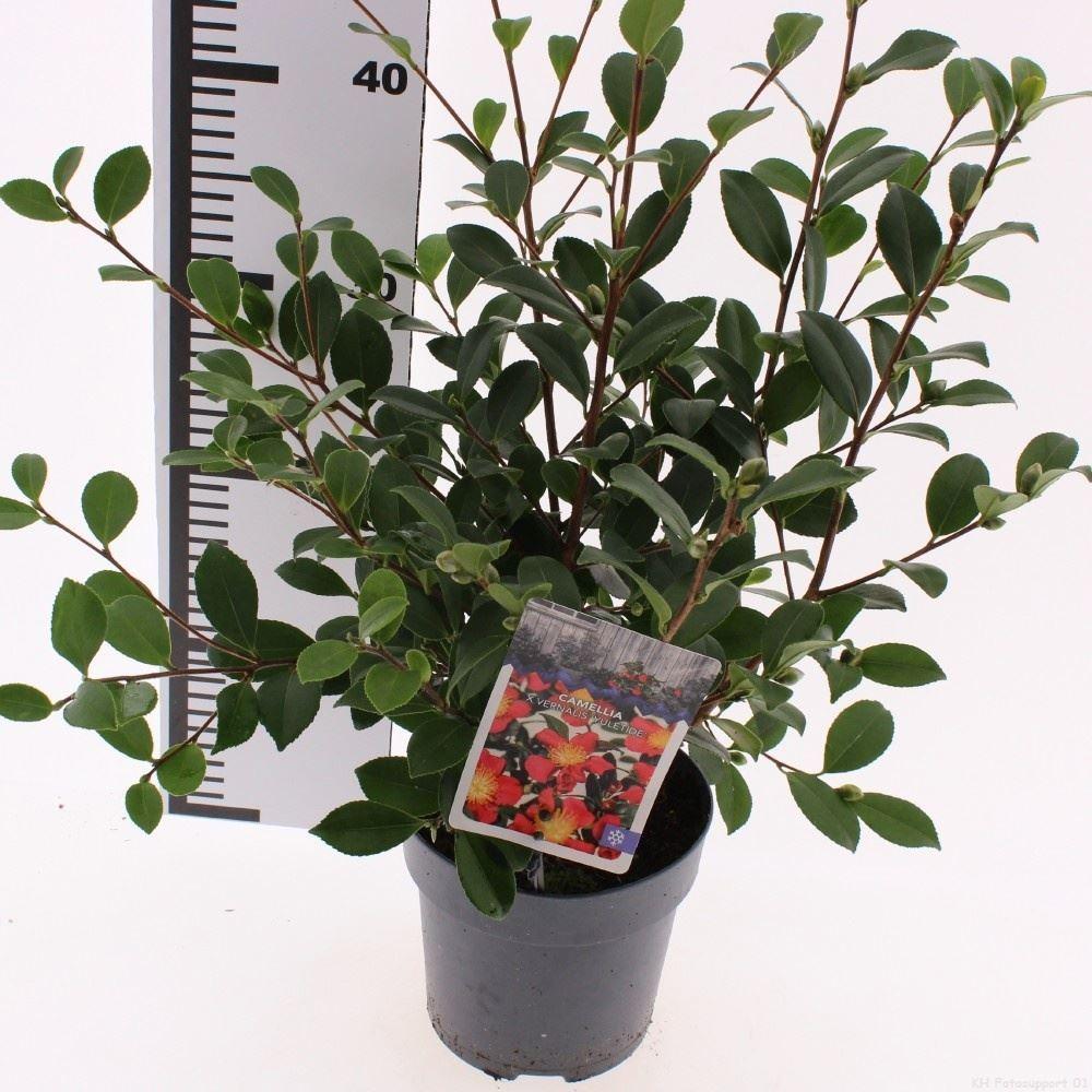 Горшечные цветы и растения оптом Camellia Japonica от 6шт из Голландии с доставкой по России
