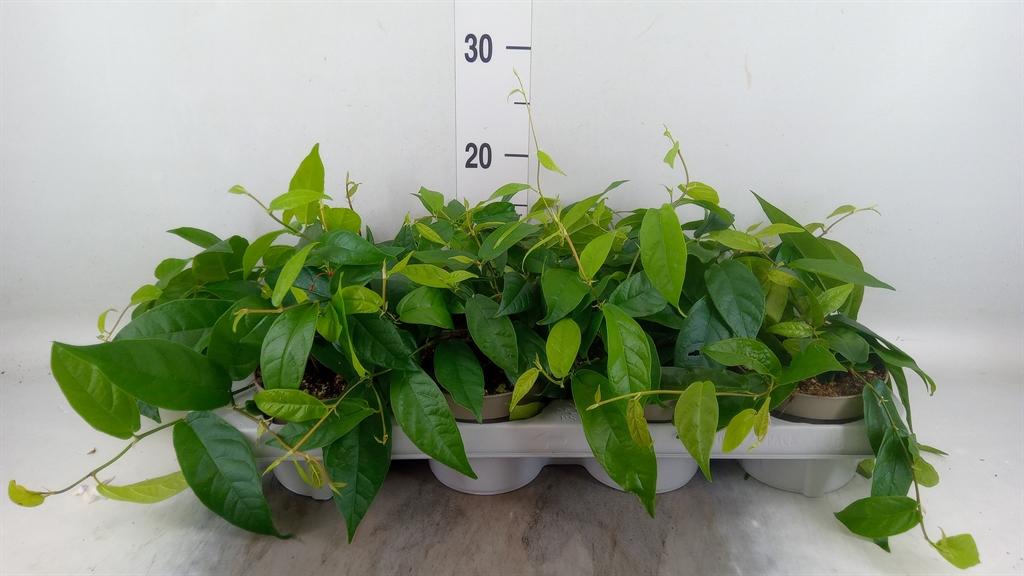 Горшечные цветы и растения оптом Ficus Sagittata от 8шт из Голландии с доставкой по России