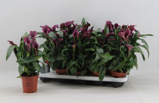 Горшечные цветы и растения оптом Zant Paco от 10шт из Голландии с доставкой по России