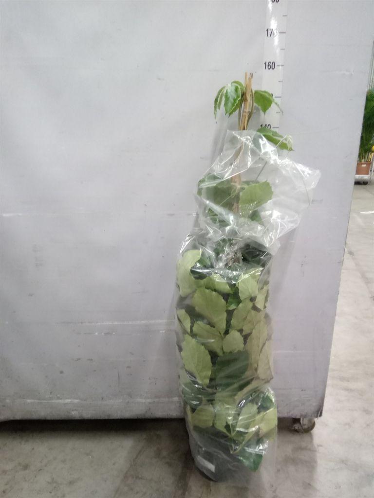 Горшечные цветы и растения оптом Tetrastigma Voinierianum от 1шт из Голландии с доставкой по России